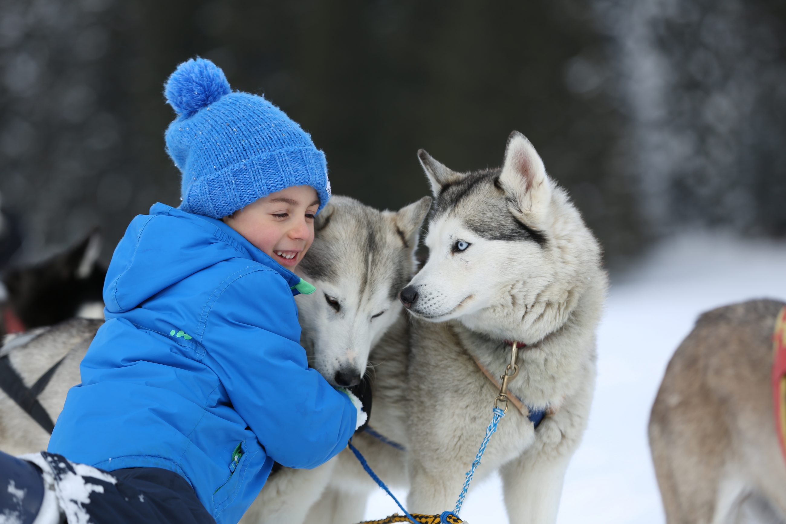 Dog-sledding is an activity to do at Alpe Cimbra and good for all the family - Photo by: Azienda per il Turismo Folgaria Lavarone Lusérn
