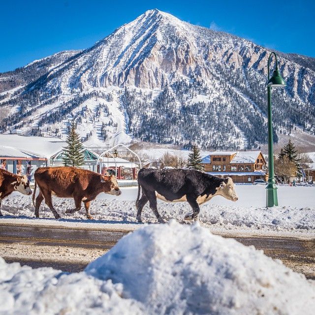 Cows are crossing the main route that connects Crested Butte to Mt Crested Butte (where the lifts are!)