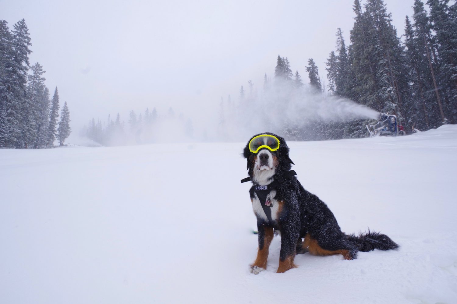 Loveland Ski Area - Powder Dogs, Powder Alliance. This photo is from the other side of the pond, but isn't this dog beautiful? EU Regulations for travelling with your dog if we have a 'No Deal Brexit'. 