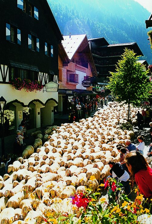 You might miss the traffic jam in these Covid-19 times, but you might have a traffic jam of another type! Lots of wool runs through the annual Schaftrieb through St. Anton am Arlberg Picture credits: TVB St. Anton am Arlberg. Preparing your summer holidays in Covid-19 times.