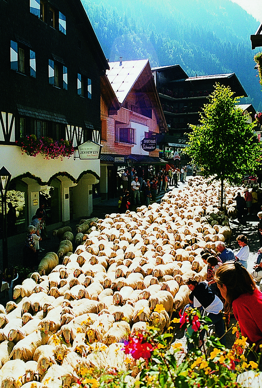 Lots of wool runs through the annual Schaftrieb through St. Anton am Arlberg Picture credits: TVB St. Anton am Arlberg
