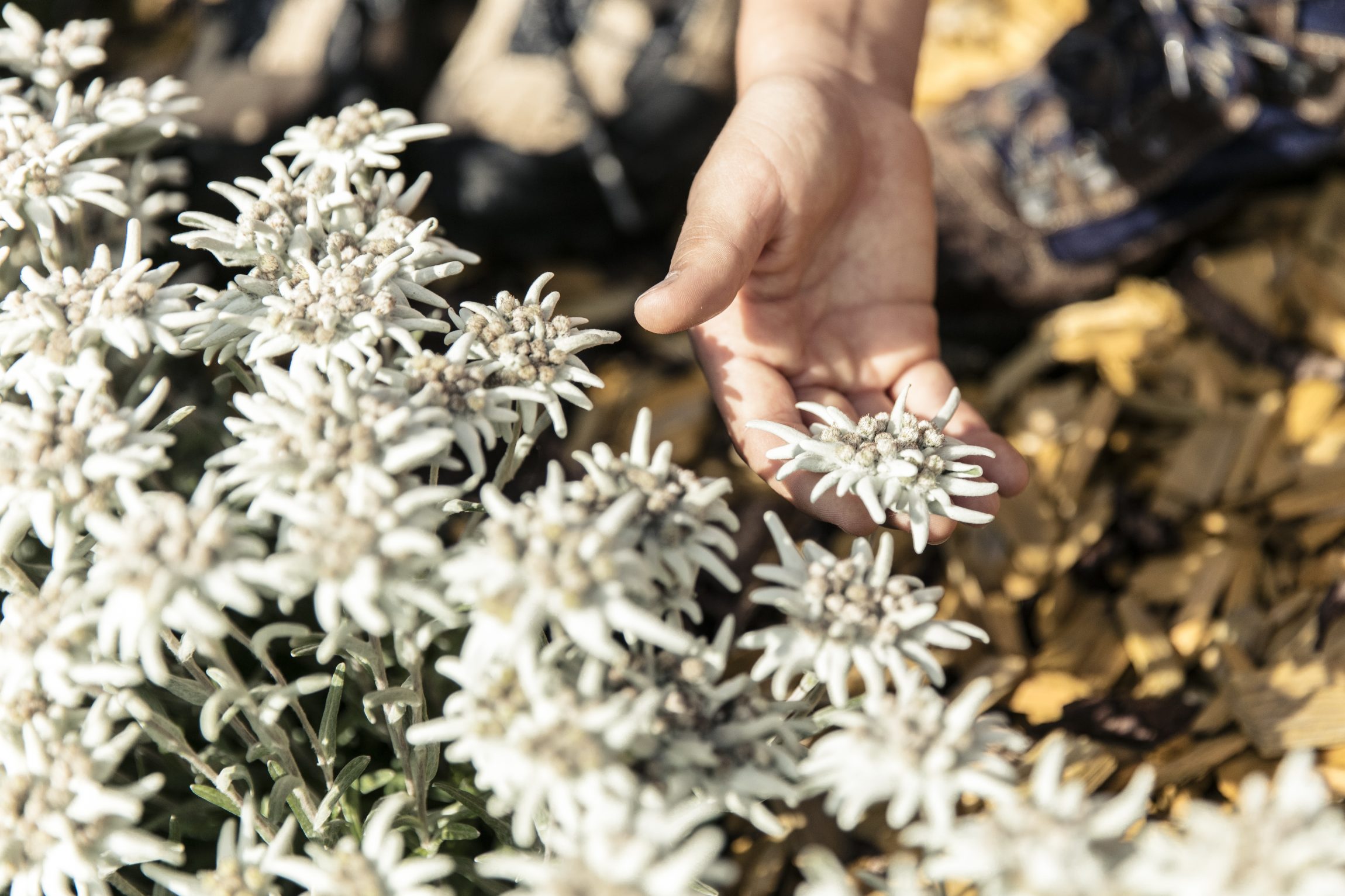 Blossoms - next to the Sennhütte above St. Anton am Arlberg tourists in the summer months marvel at the largest edelweiss in the Alps Photo credit: TVB St. Anton am Arlberg