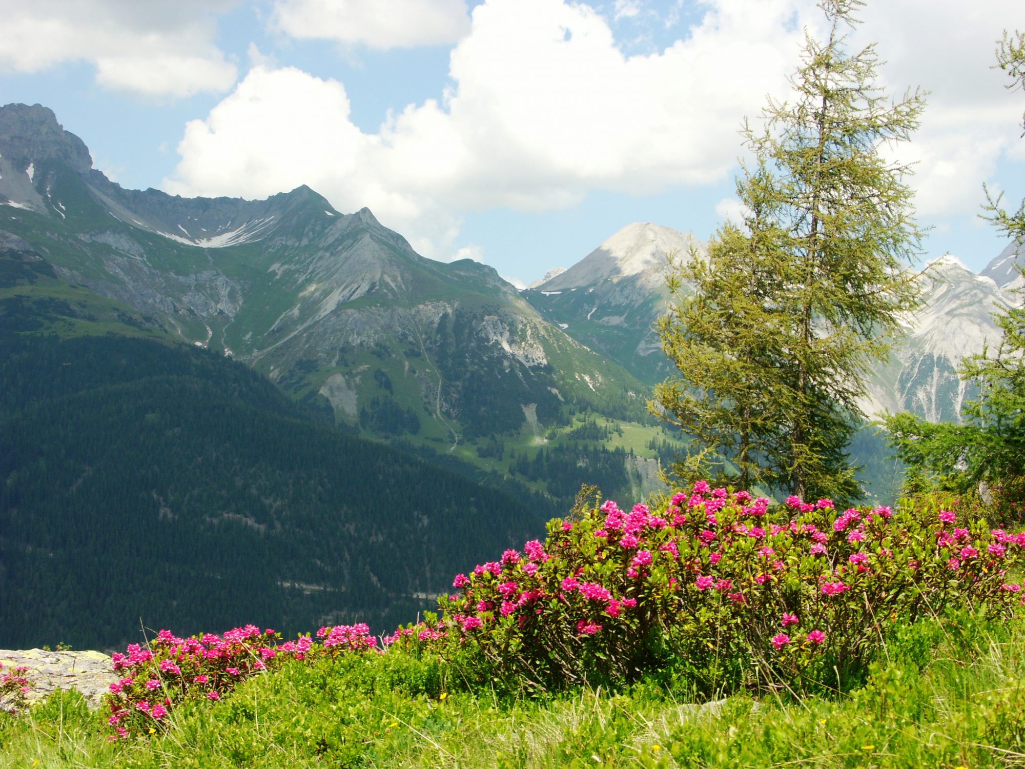 A sea of ​​Alpine roses - on the Rendl, south of St. Anton am Arlberg, especially many heath flowers bloom in June and July Photo credit: TVB St. Anton am Arlberg / photographer Christian Schranz