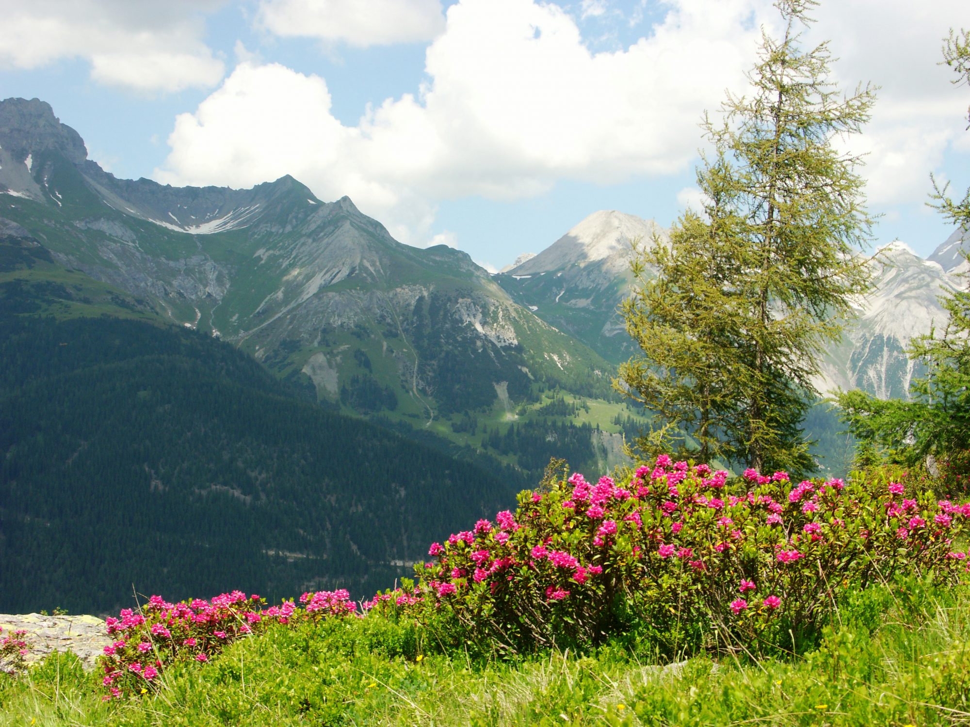 A sea of Alpine roses - on the Rendl, south of St. Anton am Arlberg, especially many heath flowers bloom in June and July Photo credit: TVB St. Anton am Arlberg / photographer Christian Schranz