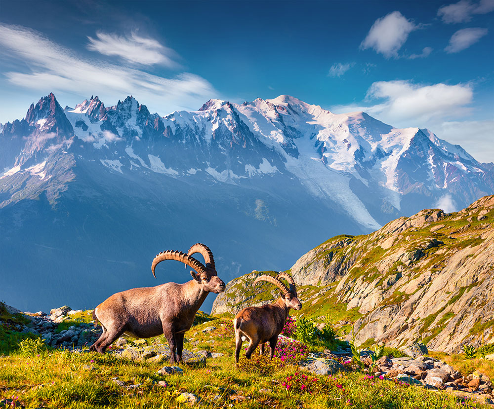 Ibex at Courmayeur. 