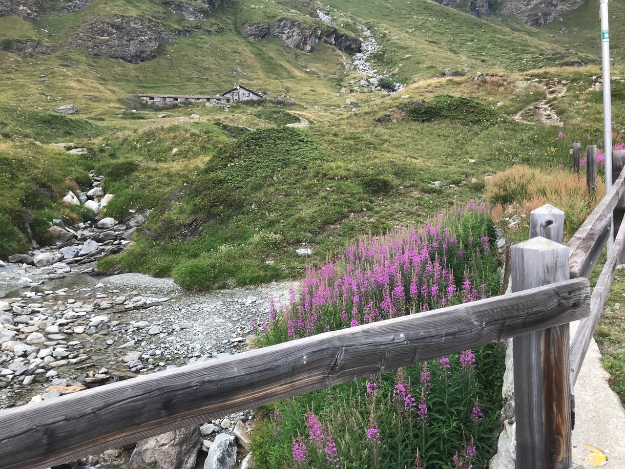 More wildflowers on the road by a stream. A trekking day with the family. Photo: The-Ski-Guru.