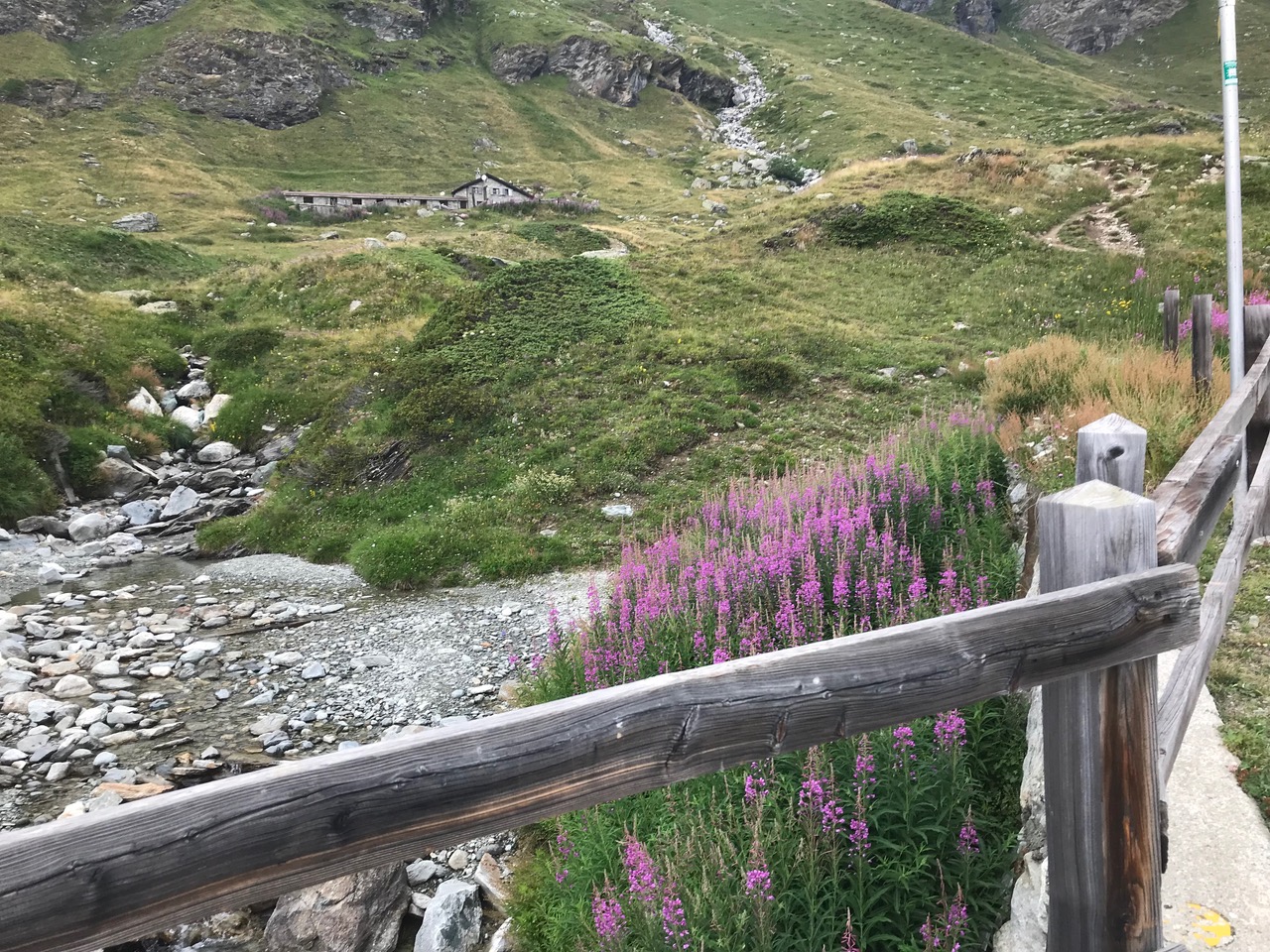 More wildflowers on the road by a stream. A trekking day with the family. Photo: The-Ski-Guru. 