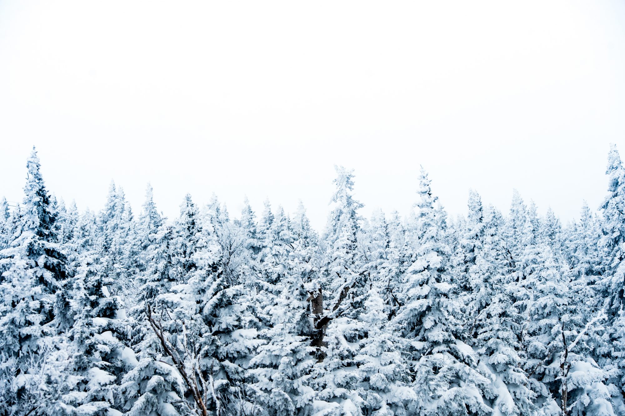 Mount Snow's snowy trees. Peak Resorts.