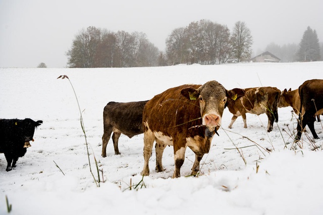 Cows trying to find the grass under the snow at the Vallée de Joux in Jura- Photo Keystone -Jean-Christophe Bott- Swiss.ch.
