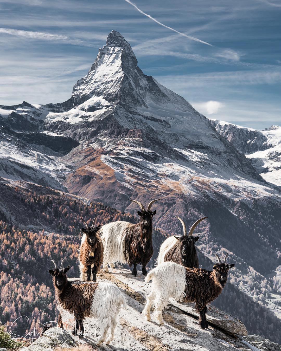 Goats smiling with the Matterhorn as a background. 