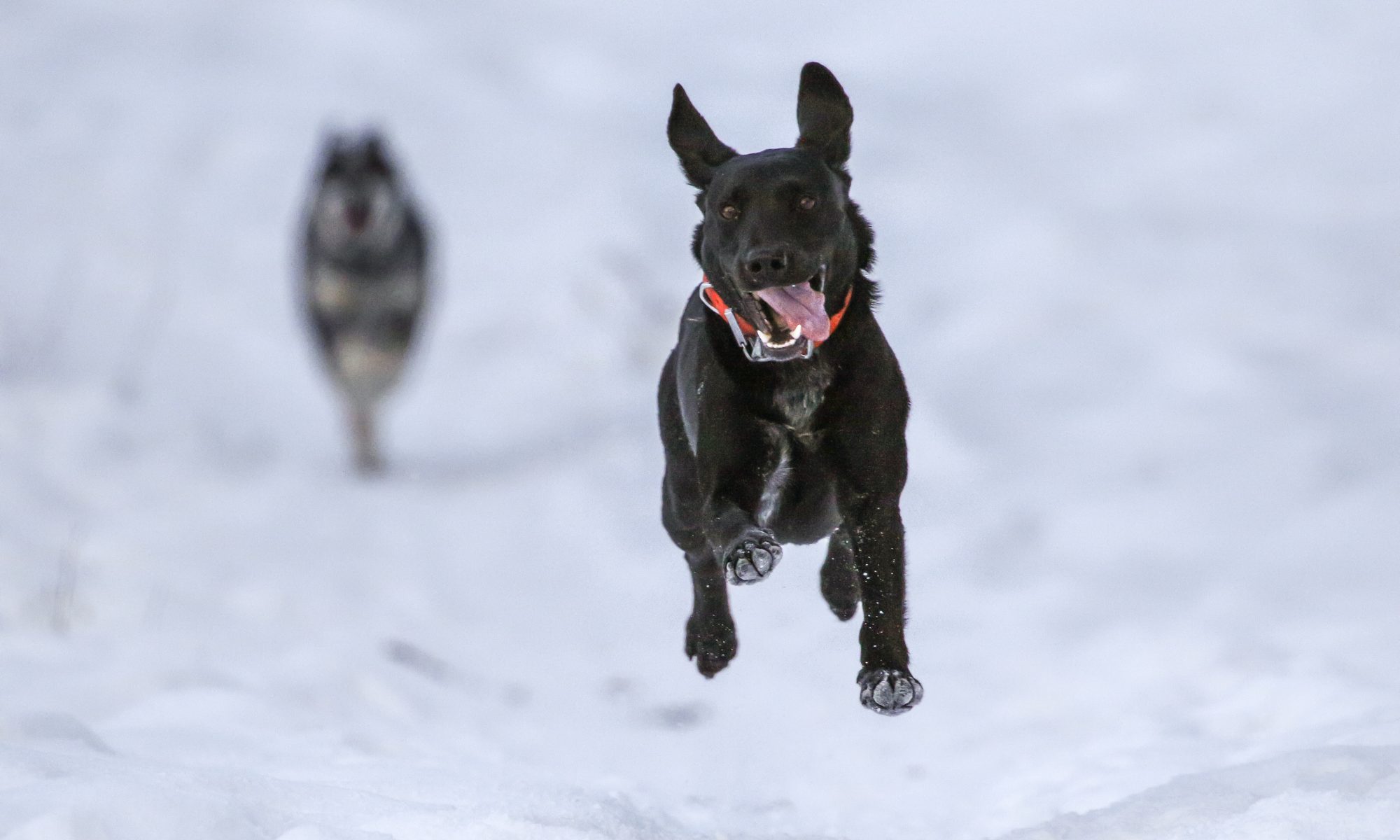 Dogs are running through the snow- Photo Patrick Hendry. Unsplash. Brexit: UK travellers to EU face end of free roaming and pet travel from 2021