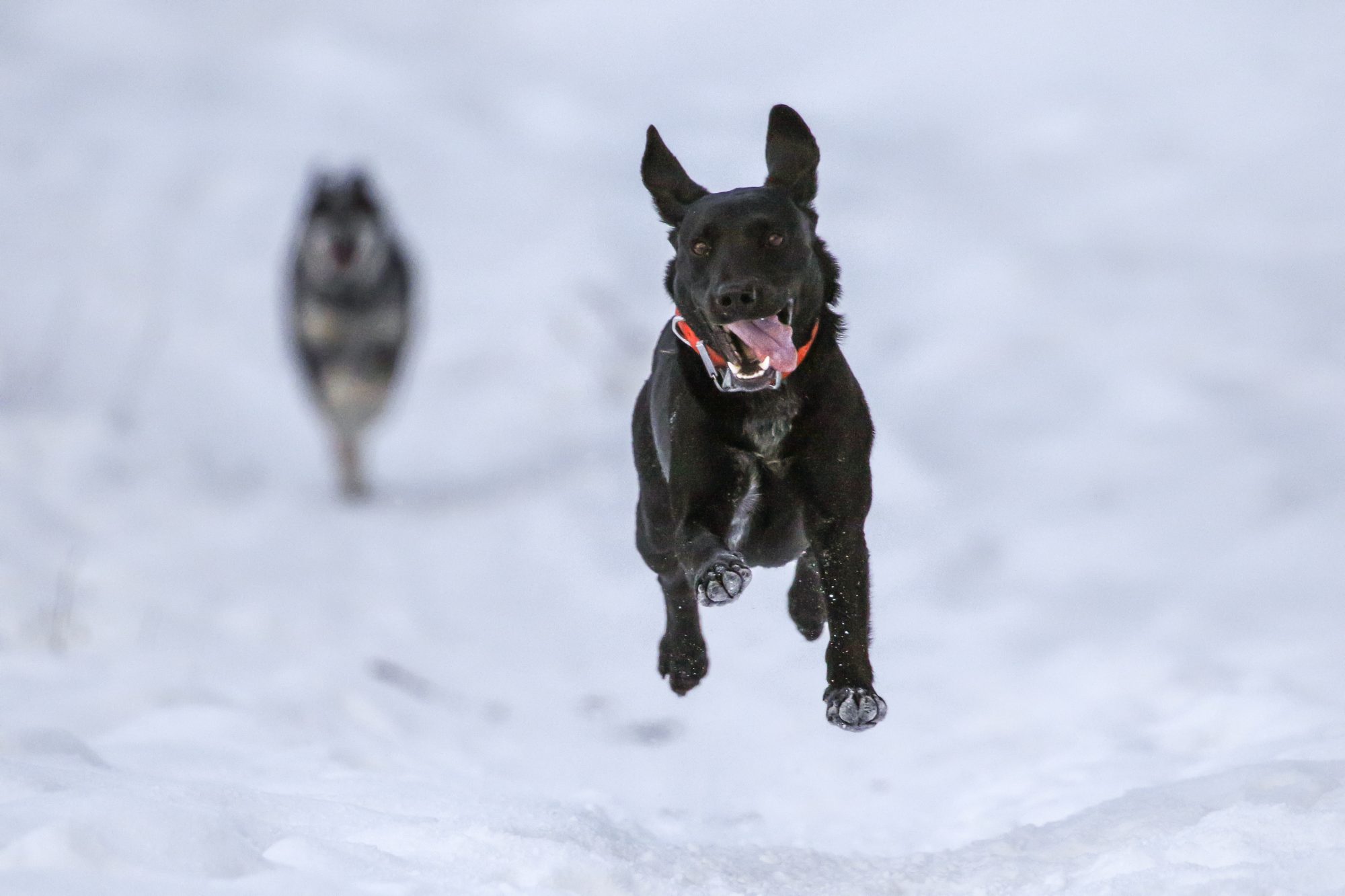 Dogs are running through the snow- Photo Patrick Hendry. Unsplash. HOW WOULD A NO-DEAL BREXIT AFFECT THE TRAVEL INDUSTRY? MPI BROKERS GIVES ITS INTERPRETATION OF INFORMATION FROM VARIOUS SOURCES