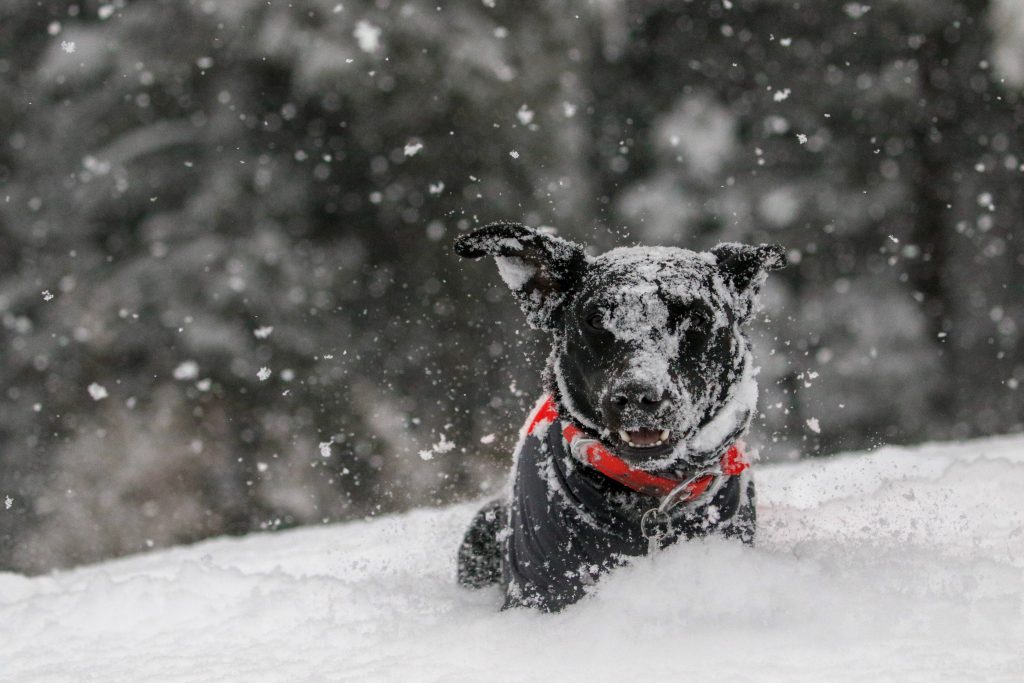 Nothing better than your dog enjoying a snowy landscape. Travelling into Europe with your pet post-BrexitPhoto by Yuki Dog, Unsplash.