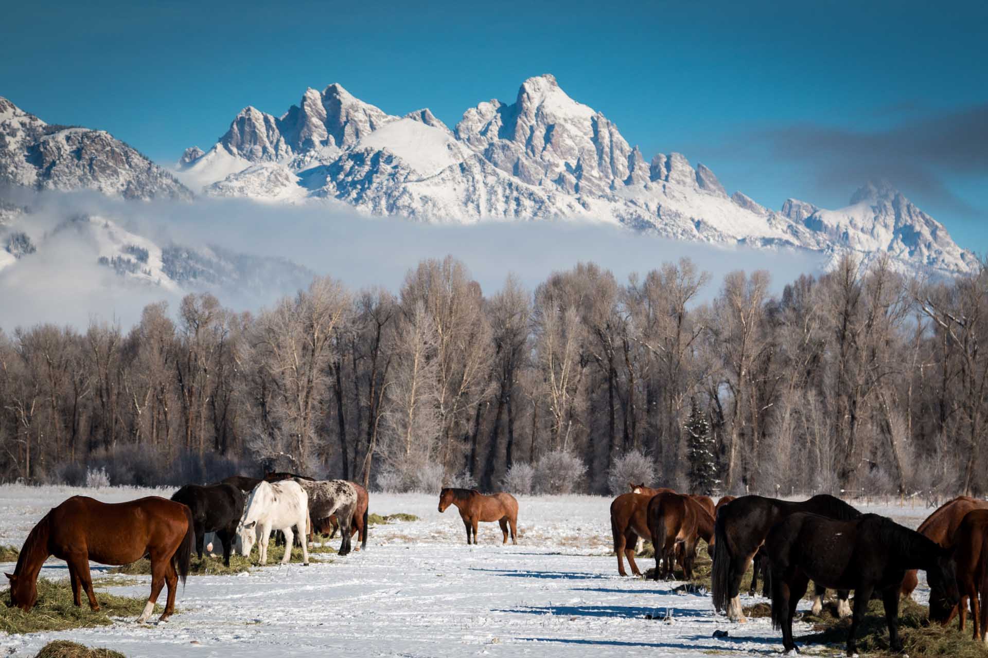 Jackson Hole is renowned for its amazing landscape. Photo: Jackson Hole Mountain Resort. You think Jackson Hole is only for Extreme Skiers? Think again. Also a haven for beginners now. 