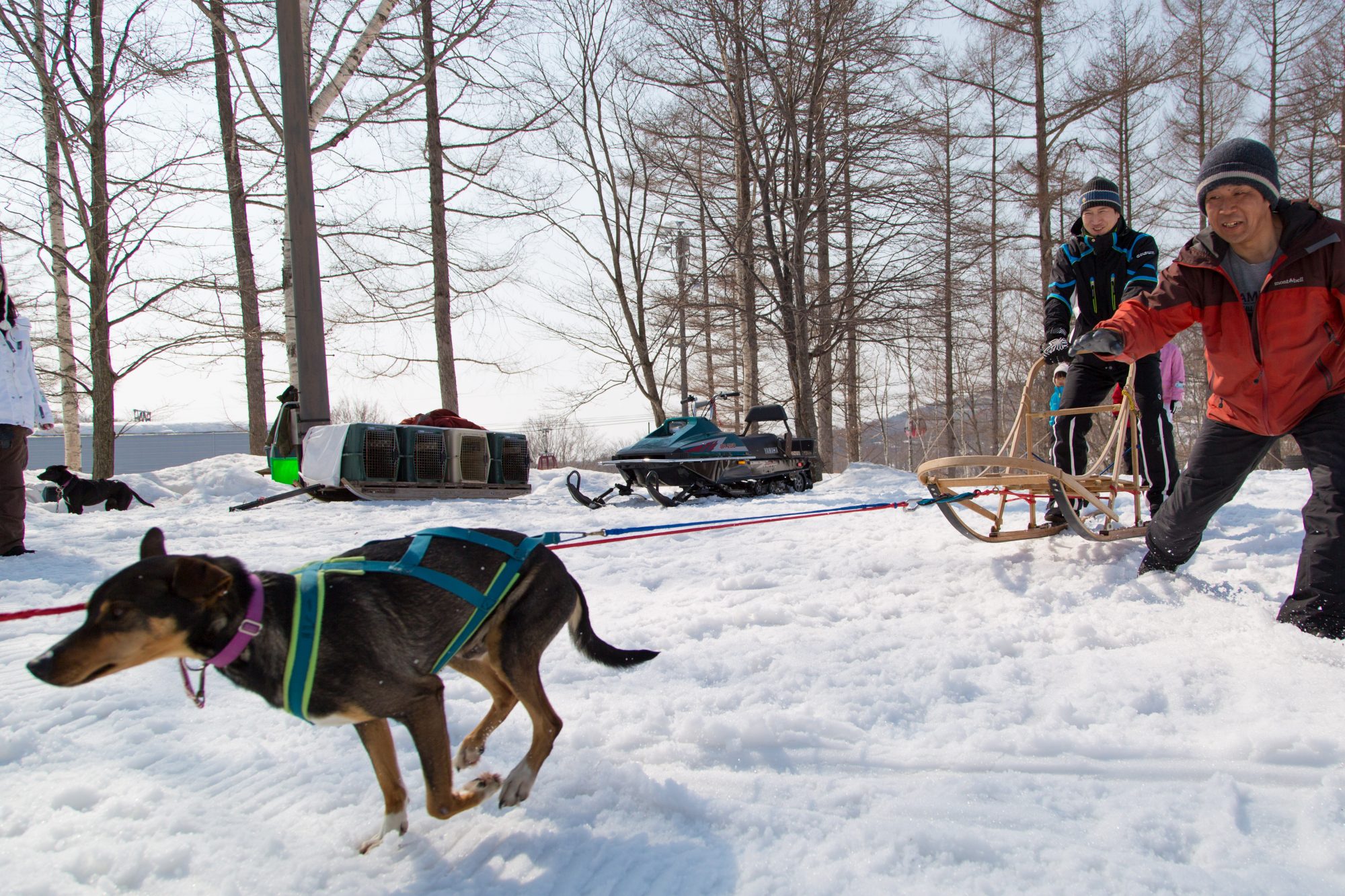Dog sledging in Rusutsu. Rusutsu, the Japanese Resort joins the EPIC Pass for the 2019-20 ski season.