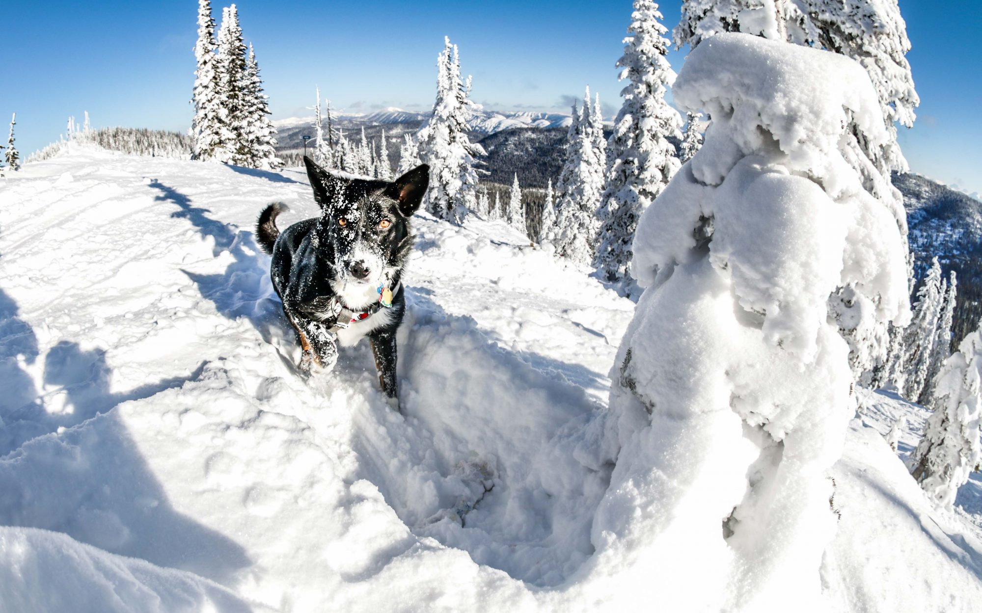 Whitefish Mountain Resort Photo. The Ski Patrol Dog "Jett" found his toy - training for avalanche rescue by ski patrols. Whitefish Mountain Resort got 140 people evacuated from chairlift.