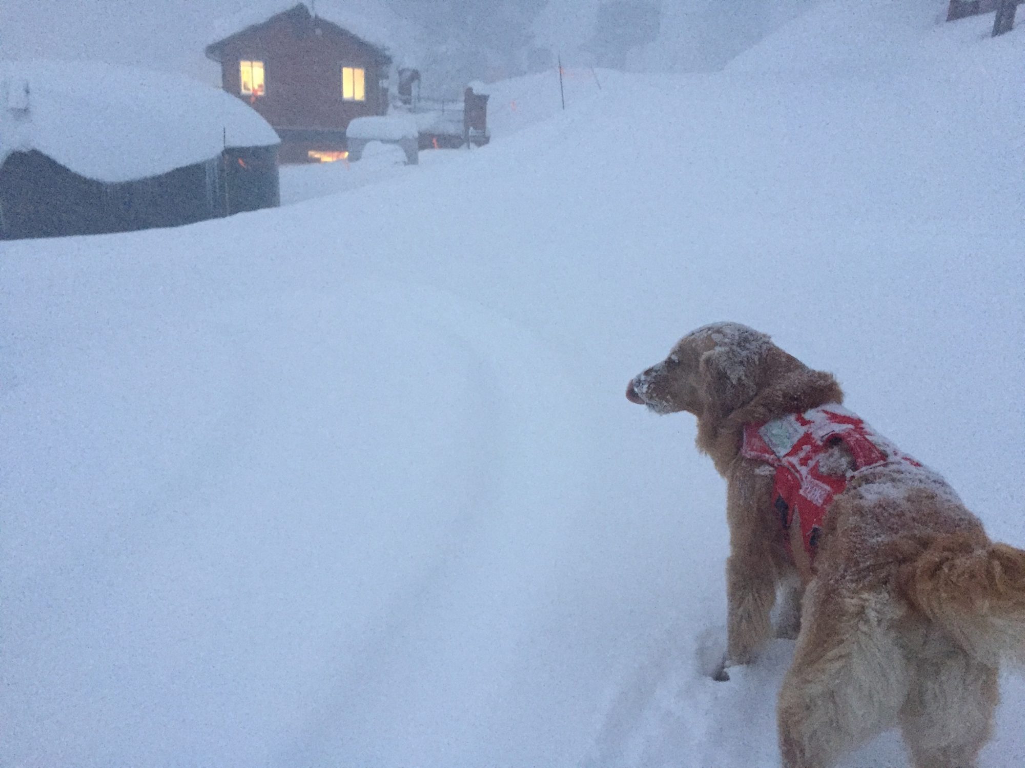 A patrol dog is waiting to go to work in Heavenly. Photo: Elisabeth Biebl. Heavenly, Northstar, and Kirkwood Resorts Announce Extended Ski Season.