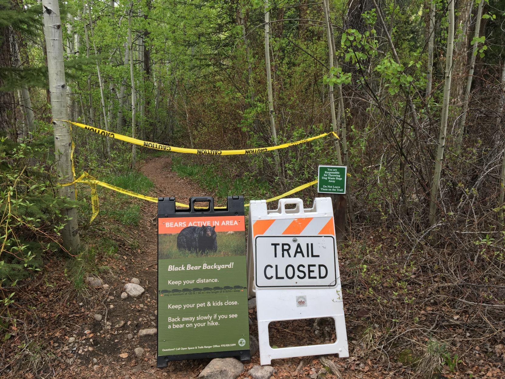 Aggressive bear bites hiker near Aspen; victim OK. Photo: Aspen Daily News.