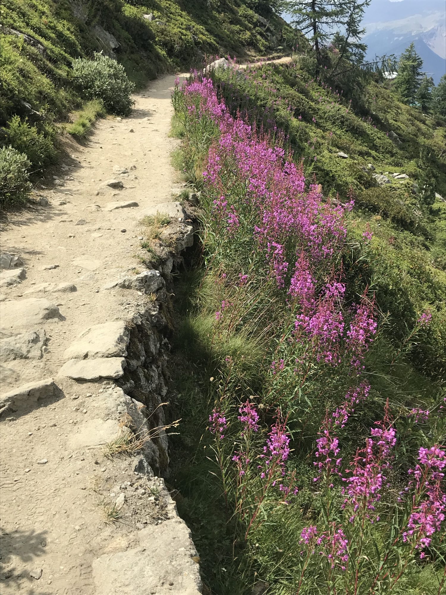 Wildflowers on the pathway - Our family hike in Pila during the past summer holiday.