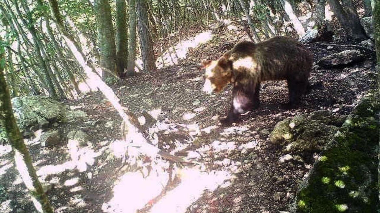 Italians cheer on wild bear's 'Great Escape'