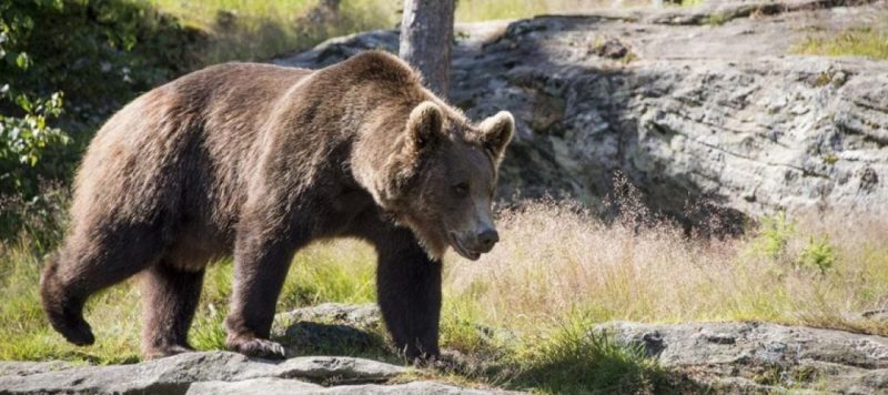 Italians cheer on wild bear's 'Great Escape'