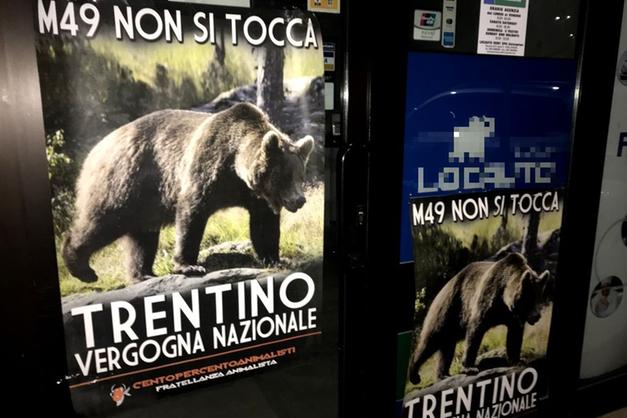 Italians cheer on wild bear's 'Great Escape'