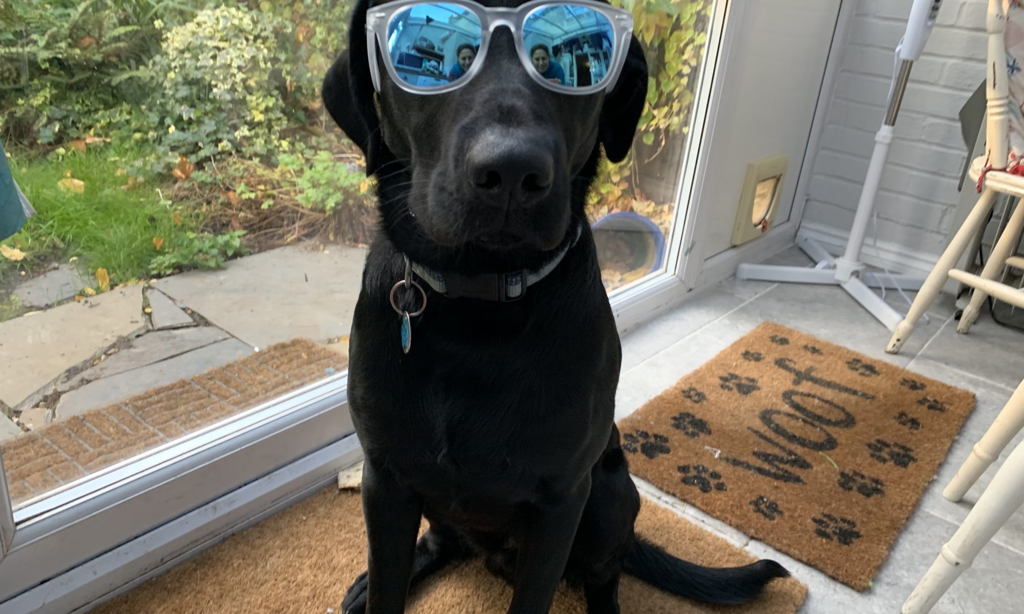 My pooch with the TOYSHADES Corbs. Looking good!