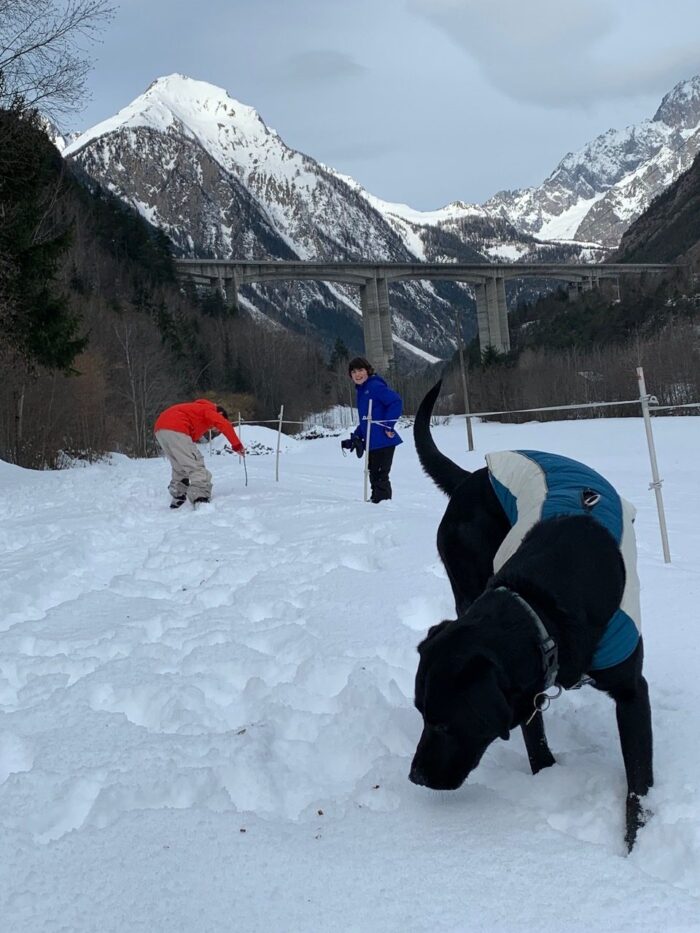 Ozzy on his morning walks in Italy. Act now if you want to keep on taking your pooch abroad after Jan 1st, 2021! EU Regulations for travelling with your dog if we have a 'No Deal Brexit'. 