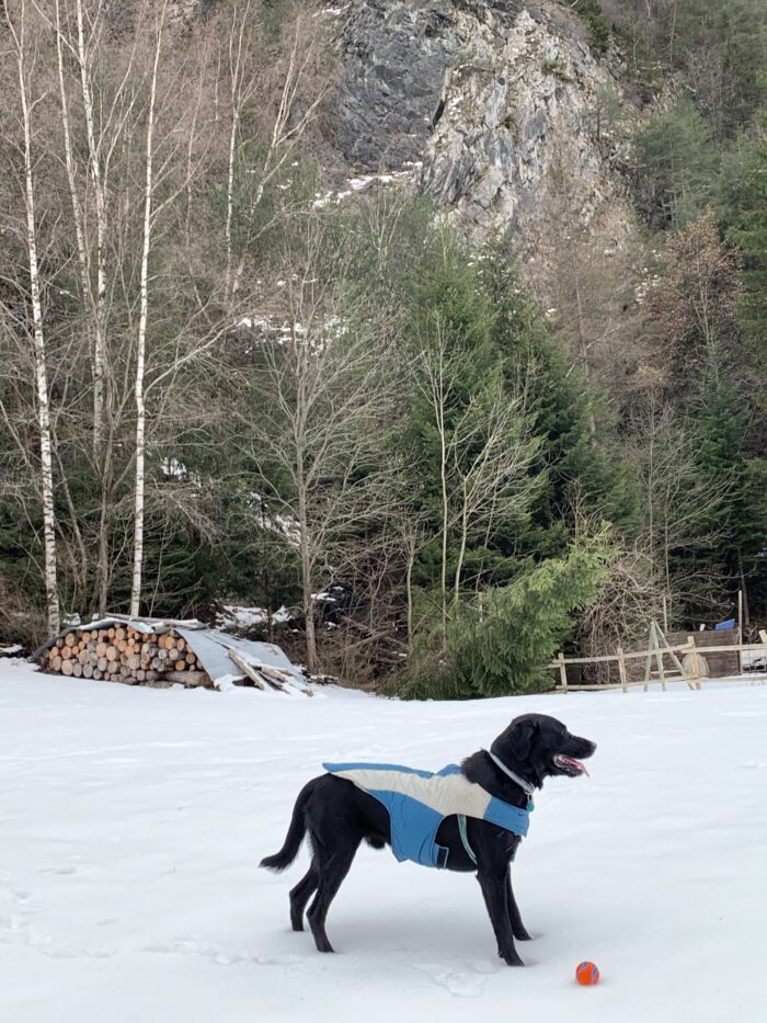 If you want to take your pooch to the Continent, act now! Here Ozzy poses with his jacket and preferred ball. Photo: The-Ski-Guru. EU Regulations for travelling with your dog if we have a 'No Deal Brexit'.