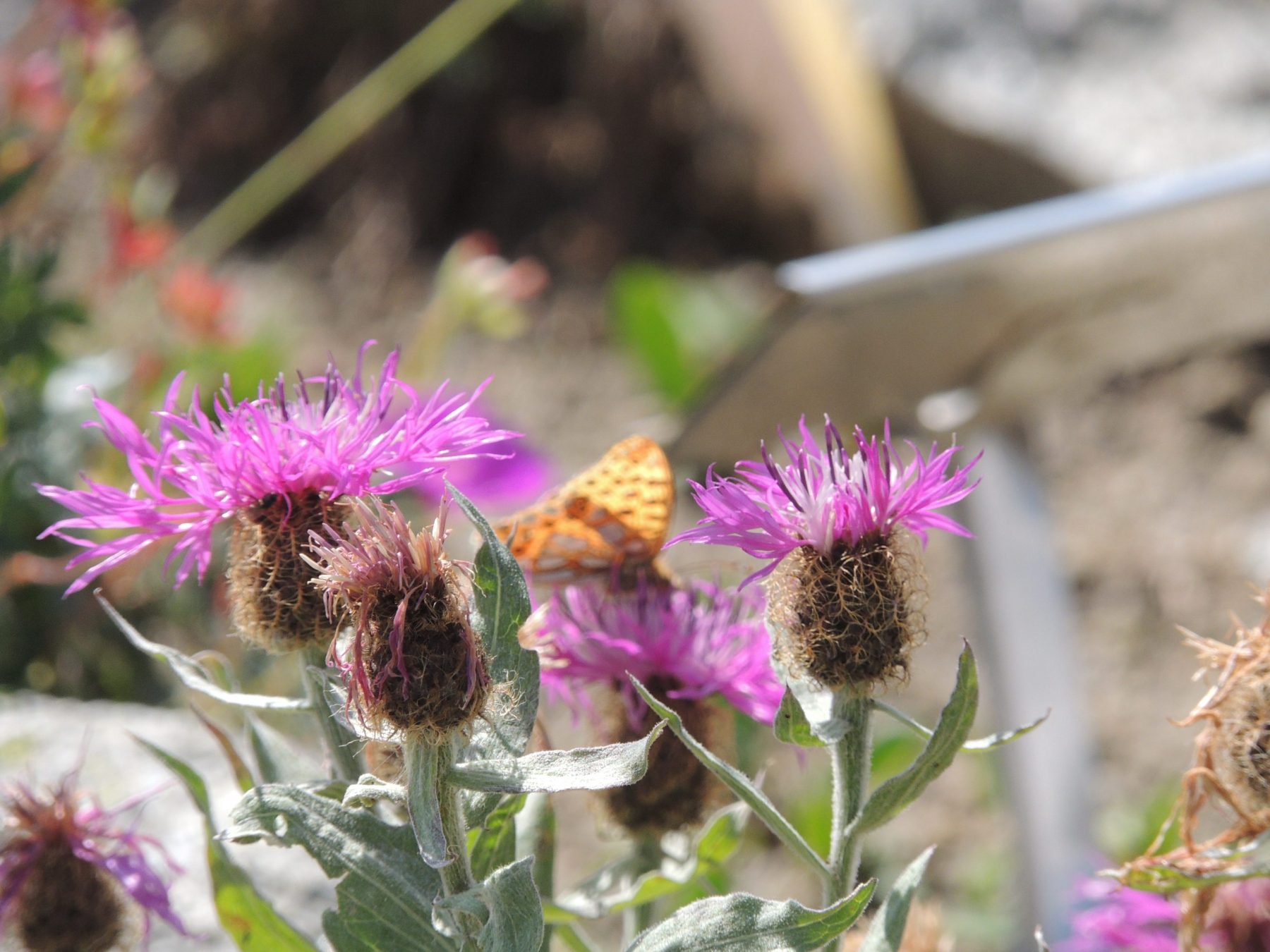 Flowers at the Saussurea botanical garden, located at the mid station of the Skyway Monte Bianco (Pavillion). Aiguille du Midi vs Punta Helbronner – which one you should do?