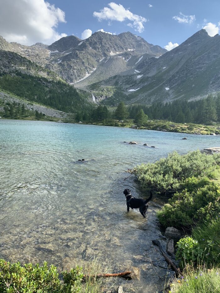 Ozzy went straight into the waters of Lago d' Arpy. Photo: The-Ski-Guru. Family trek to Lago d' Arpy, Morgex, AO.