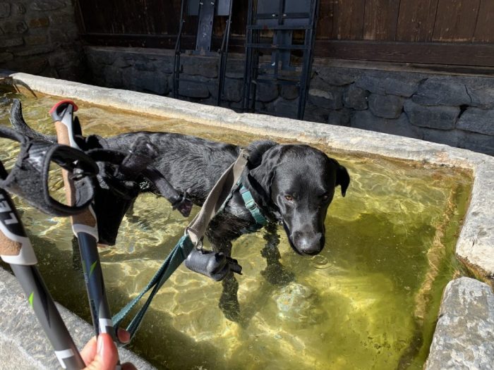 After our long walks, Ozzy decided that the best way to get fresh is to jump into the water fountains. Photo: The-Ski-Guru. Summary of a non-season, and how things are looking now for a summer in the mountains.