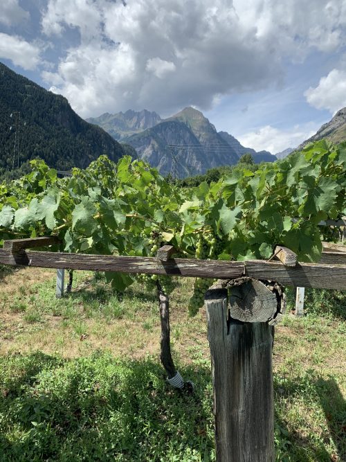 View of the mountains from the vineyards of the Blanc du Morgex et de La Salle. One pass-time in the Alps is go around the different vineyards and taste these wonderful wines. This particular vineyards are the highest in Europe. Photo: The-Ski-Guru. Summary of a non-season, and how things are looking now for a summer in the mountains.