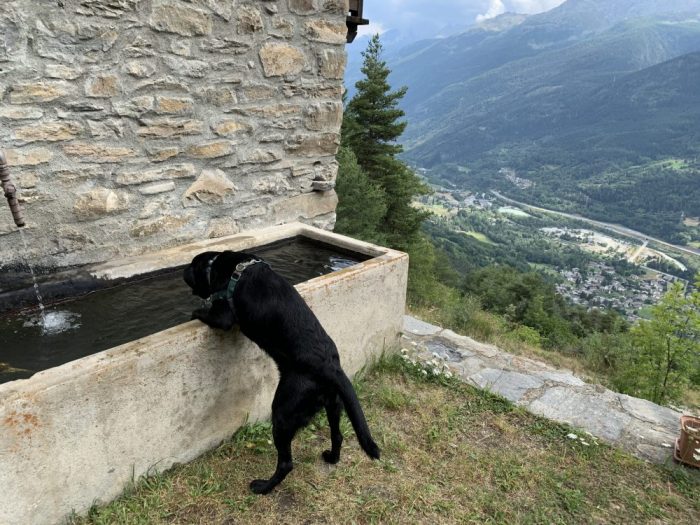 A stop for a view to the valley below at Fenêtre. A deserved water stop for Ozzy. It is great in all these small towns, as you find potable water (water from the Monte Bianco in this case) in lots of fountains, so you can keep replenishing your water bottle on the way. Photo: The-Ski-Guru. Summary of a non-season, and how things are looking now for a summer in the mountains.