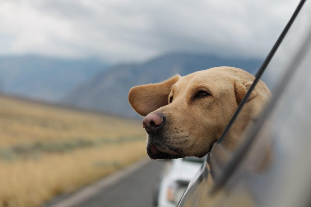 Taking your pet in your car. Photo by Emerson Peters. Unsplash. Travelling into Europe with your pet post-Brexit.