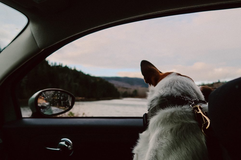 Travelling into Europe with your pet post-Brexit. Photo: Lauren Guardala. Unsplash.