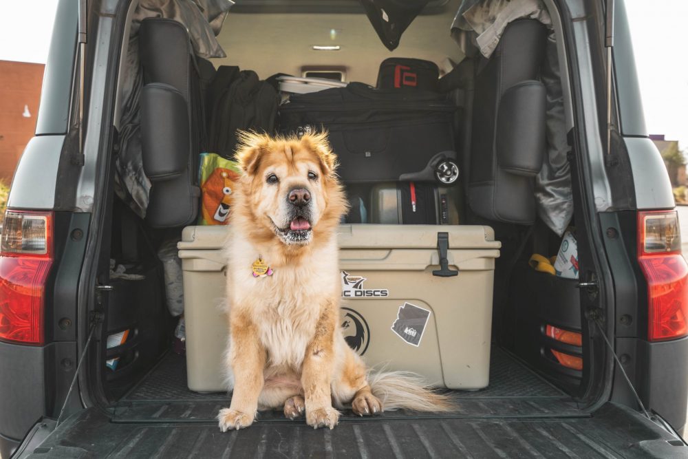 Travelling into Europe with your pet post-Brexit. Photo: Jimmy Conover. Unsplash. 