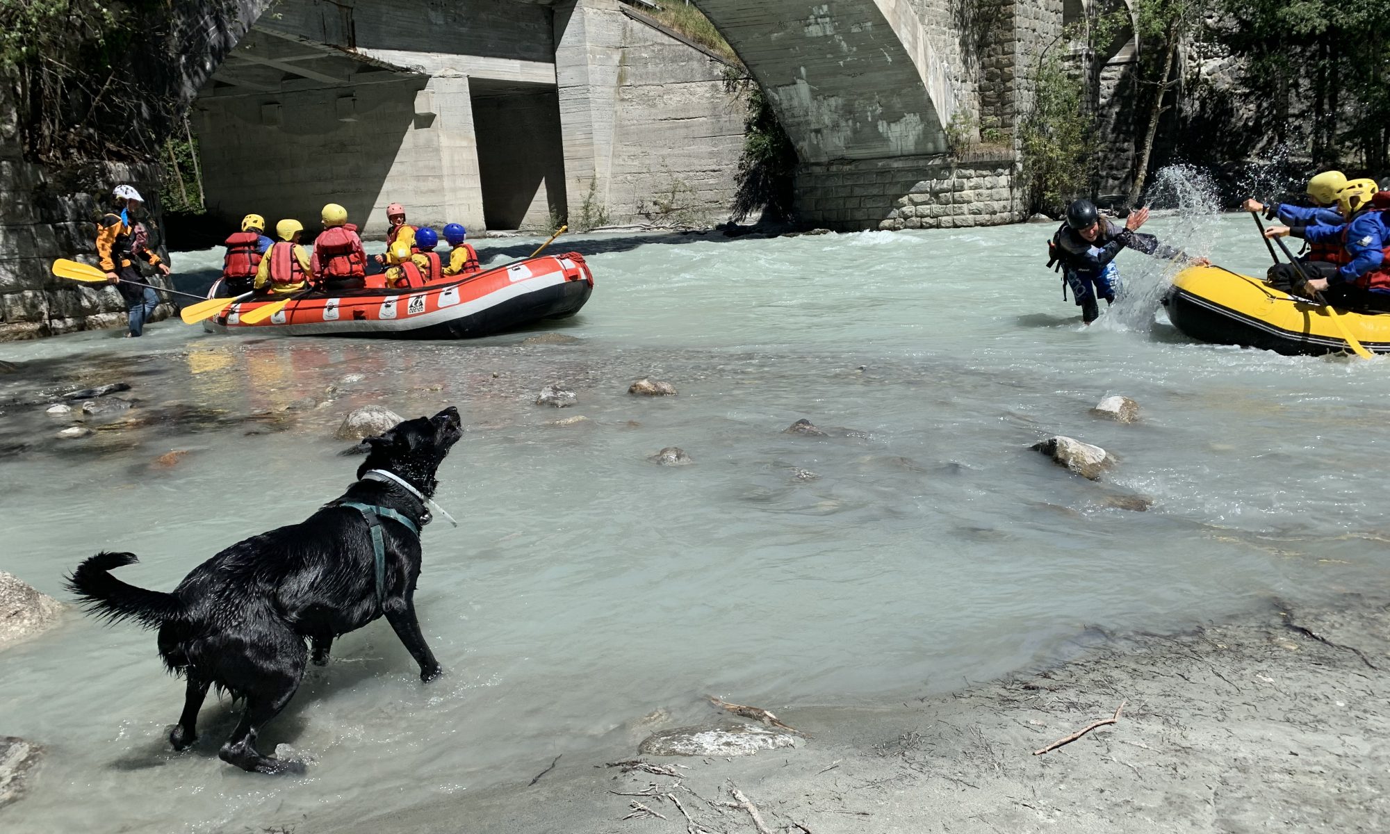 Travelling into Europe with your pet post-Brexit. Ozzy on the Dora Baltea taking a dip next to some rafters.