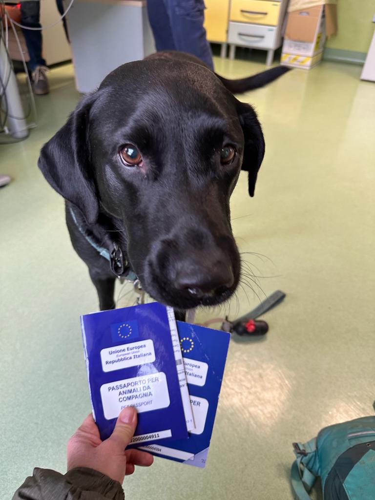 Ozzy getting his second passport. Getting a European Passport for your pet? Not for everyone!