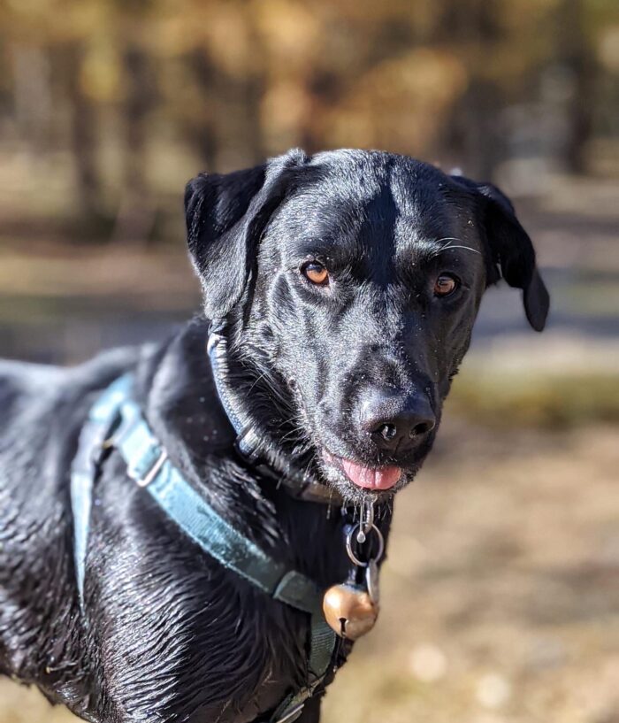 Ozzy posing for Gemma, of A Girl and her dog in Courmayeur blog! Getting an European Passport for your Pet to travel to Europe? Not for everyone!