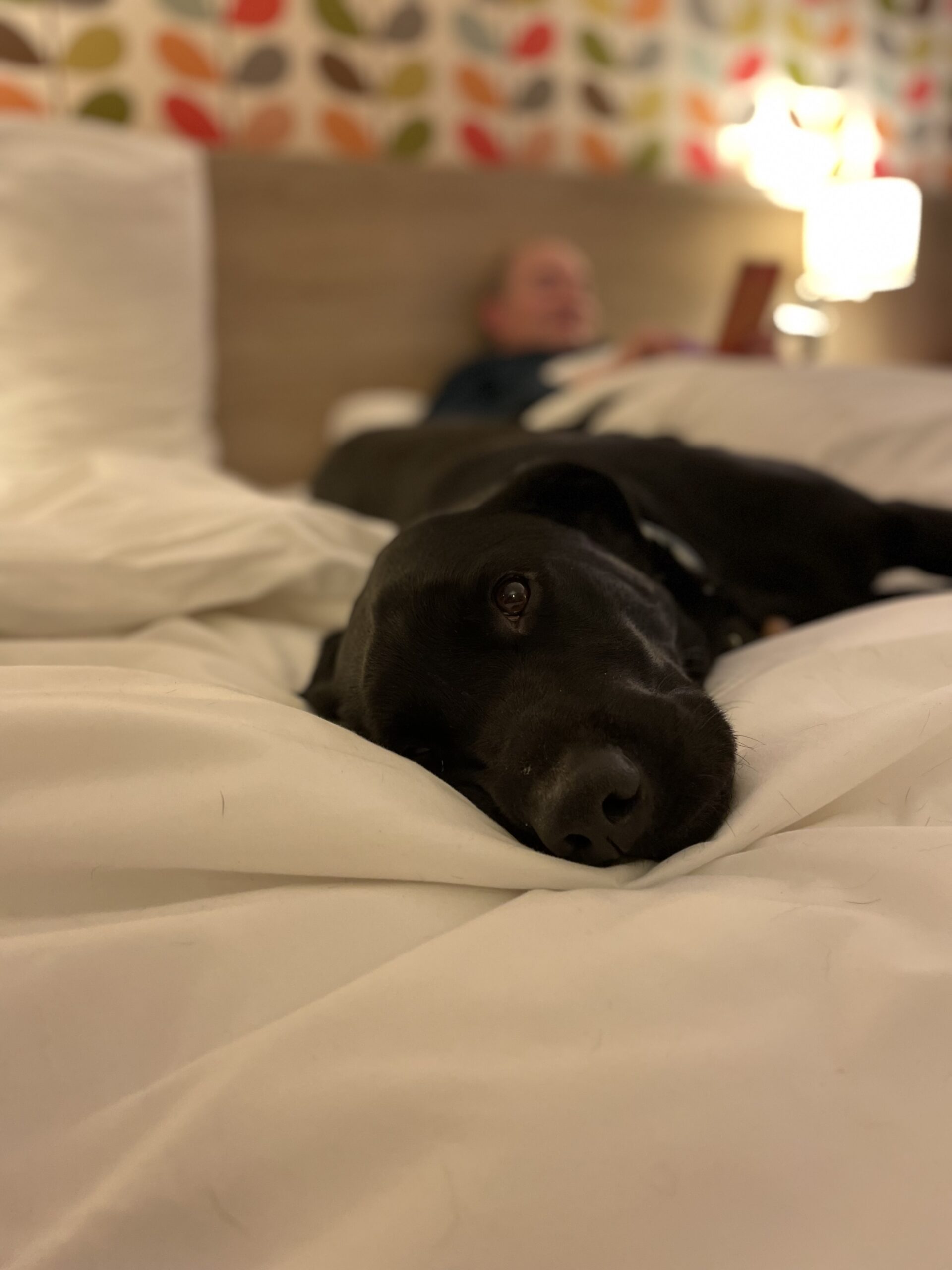 Ozzy loves the beds (and so do we) of the Ibis Styles Chaumont Centre Gare. Photo: The-Ski-Guru. The Mad Rush of the Last Days to get out of Britain in Time before Lockdown.