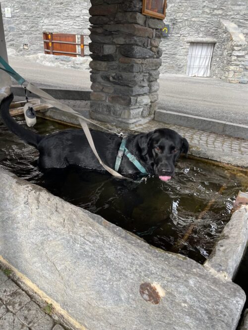 A daily bath for Ozzy in Pautex in freezing cold water. Our Half Term Ski Safari Trip to the Aosta Valley