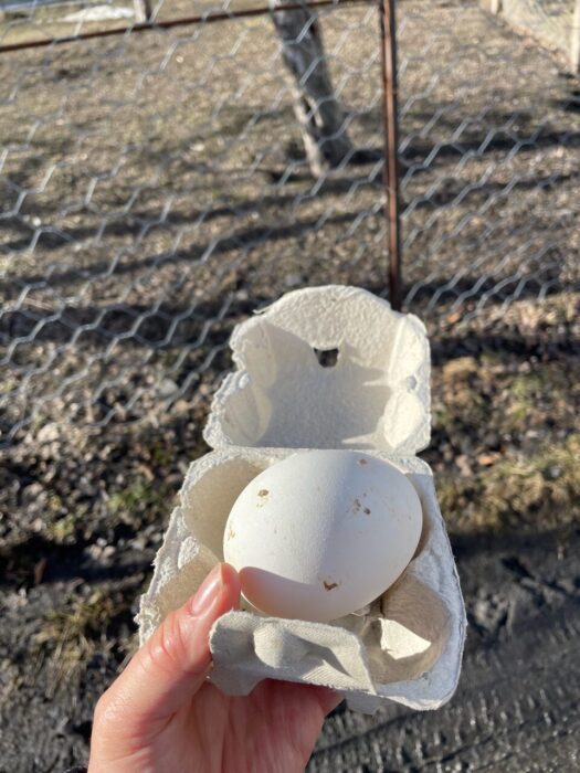 A goose egg from the farm in Pautex, one of the hamlets of Morgex. Photo: The-Ski-Guru. Our Half Term Ski Safari Trip to the Aosta Valley