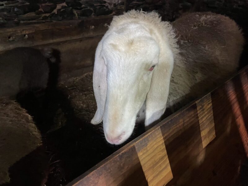 Look that face! A Piemontese sheep in its stable in Pautex. Photo: The-Ski-Guru. Our Half Term Ski Safari Trip to the Aosta Valley