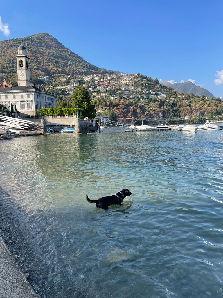 Cernobbio in Lago di Como. Photo: The-Ski-Guru. Ozzy swam the two days a lot, and then he got a stiff tail, making him cry all night. We had no idea what was going on, until my little one noticed he had a stiff tail! 