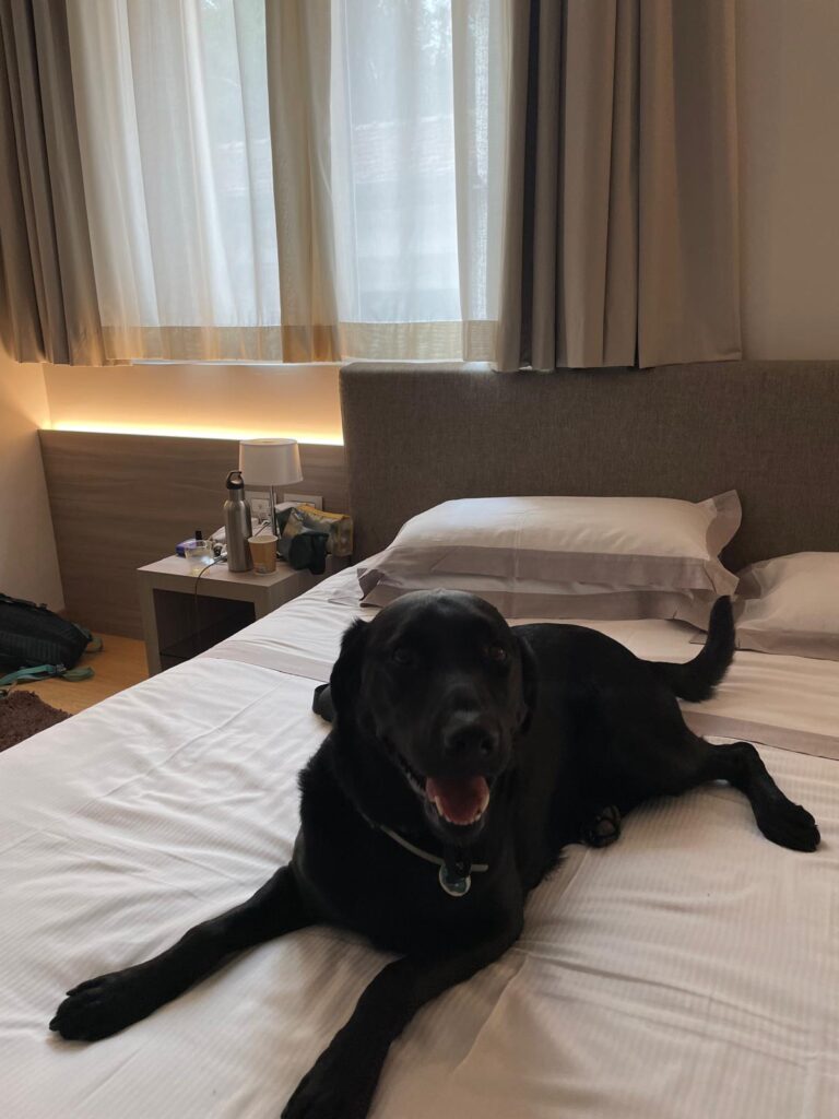 Ozzy loved the bed at the Hotel Centrale in Moltrasio. Photo: The-Ski-Guru.
